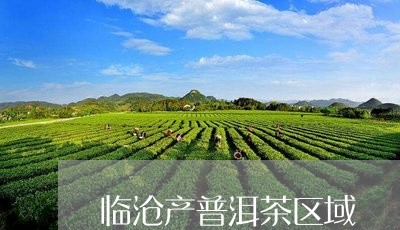 临沧产普洱茶区域/2023031807391