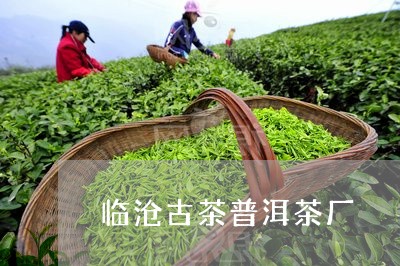 临沧古茶普洱茶厂/2023041061715