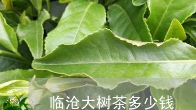 临沧大树茶多少钱/2023032587068