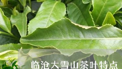 临沧大雪山茶叶特点/2023041481794