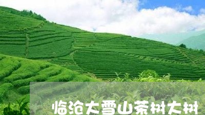 临沧大雪山茶树大树/2023041418580