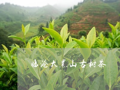 临沧大黑山古树茶/2023032605956