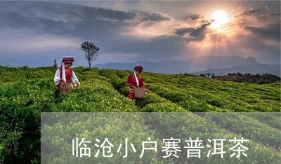 临沧小户赛普洱茶/2023040993837