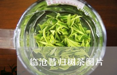 临沧昔归树茶图片/2023032650571