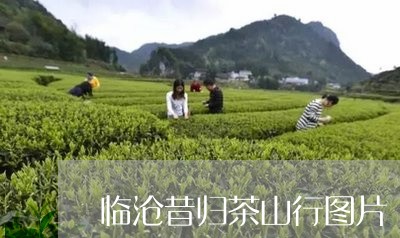 临沧昔归茶山行图片/2023041496049