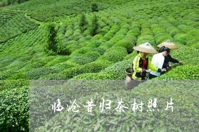 临沧昔归茶树照片/2023032339572