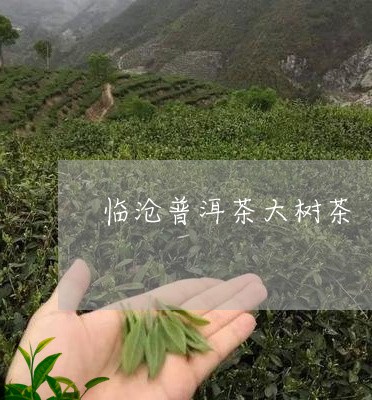 临沧普洱茶大树茶/2023031794247