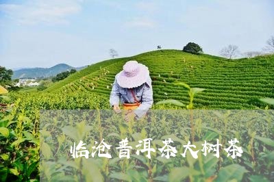 临沧普洱茶大树茶/2023041231827