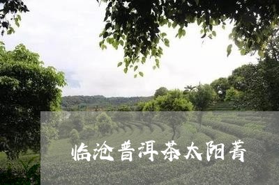 临沧普洱茶太阳菁/2023040927259