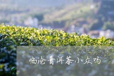 临沧普洱茶小众吗/2023031887261