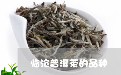 临沧普洱茶的品种/2023040905921