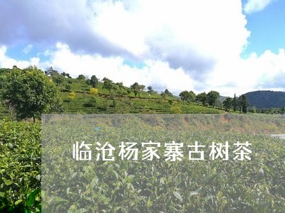 临沧杨家寨古树茶/2023032688593