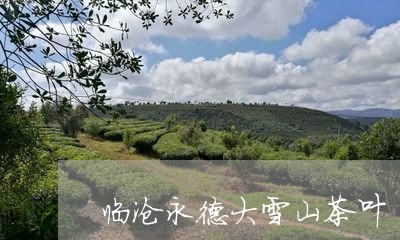 临沧永德大雪山茶叶/2023041457271