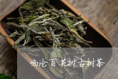 临沧百花树古树茶/2023032620503