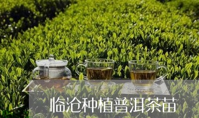 临沧种植普洱茶苗/2023031859584