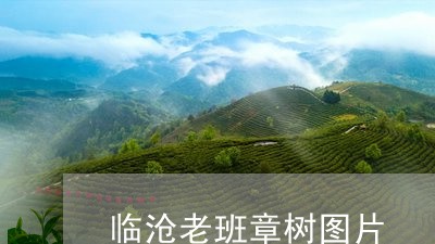 临沧老班章树图片/2023032906038