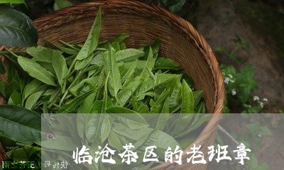 临沧茶区的老班章/2023032945250