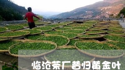 临沧茶厂昔归黄金叶/2023031878682