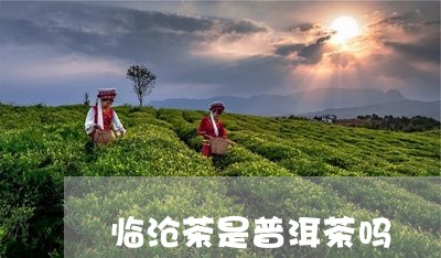 临沧茶是普洱茶吗/2023041120503