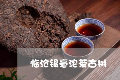 临沧银毫沱茶古树/2023032569475