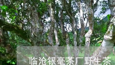 临沧银毫茶厂野生茶/2023032274026