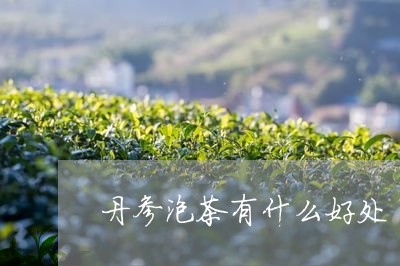 丹参泡茶有什么好处/2023032056149