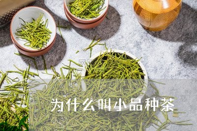 为什么叫小品种茶/2023032419592