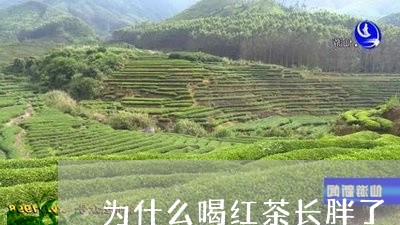 为什么喝红茶长胖了/2023031976140