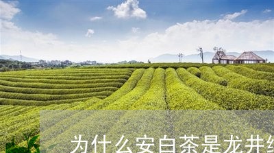 为什么安白茶是龙井绿茶/2023033118716