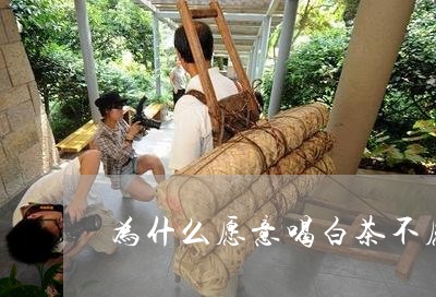 为什么愿意喝白茶不愿意喝/2023033198251