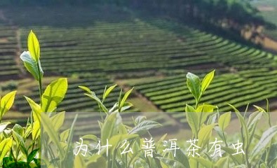 为什么普洱茶有虫/2023041258289