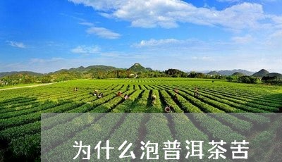 为什么泡普洱茶苦/2023031663717