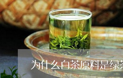 为什么白茶原料是绿茶做的/2023033150814