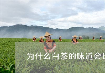 为什么白茶的味道会比较淡/2023033112703