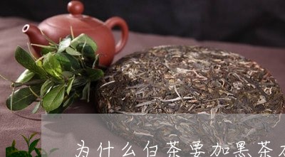 为什么白茶要加黑茶加红茶/2023033140405