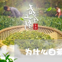 为什么白茶越泡越好呢/2023033193717