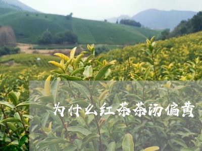 为什么红茶茶汤偏黄/2023041402613