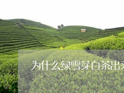 为什么绿雪芽白茶出来的晚/2023033144837