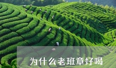 为什么老班章好喝/2023032927473