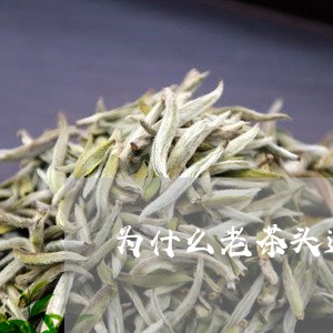 为什么老茶头适合煮/2023041714948