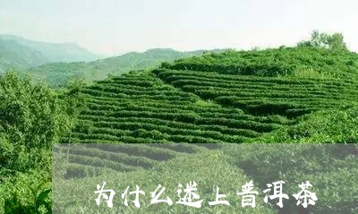 为什么迷上普洱茶/2023041053935