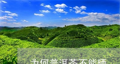 为何普洱茶不能晒/2023041031793