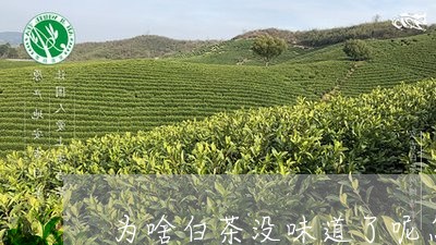 为啥白茶没味道了呢怎么办/2023040163917