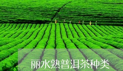 丽水熟普洱茶种类/2023041259594