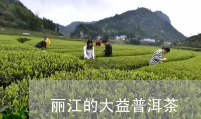 丽江的大益普洱茶/2023041383938