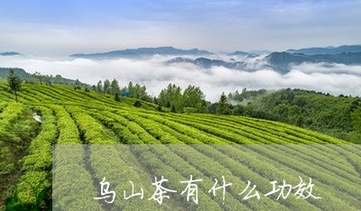 乌山茶有什么功效/2023032298492