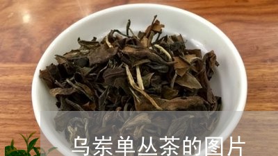 乌岽单丛茶的图片/2023032596150