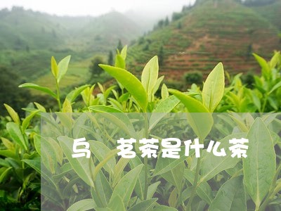 乌崠茗茶是什么茶/2023032430486