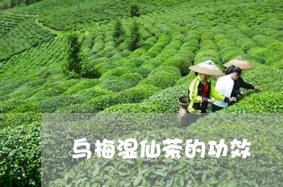 乌梅湿仙茶的功效/2023032584047