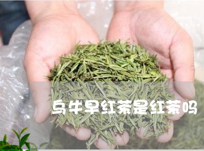 乌牛早红茶是红茶吗/2023031827389